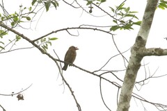 Gymnobucco peli