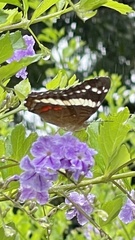 Anartia fatima