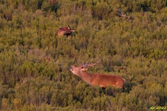 Cervus elaphus elaphus