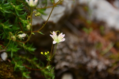 Saxifraga bronchialis