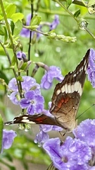 Anartia fatima