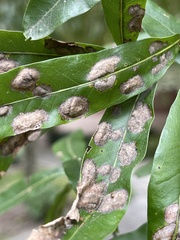 Taphrina caerulescens