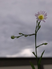 Symphyotrichum divaricatum