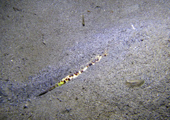 Terebra subulata