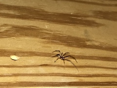 Arachnida