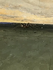 Arachnida