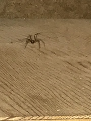 Arachnida