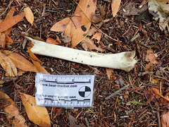 Odocoileus hemionus columbianus