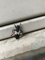 Microtomus purcis
