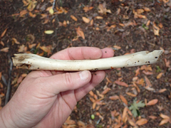 Odocoileus hemionus columbianus