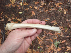 Odocoileus hemionus columbianus