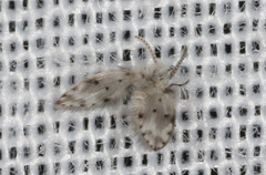 Psychodinae