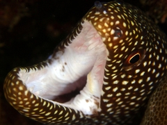 Gymnothorax meleagris