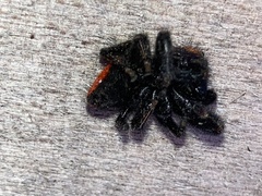 Phidippus cardinalis