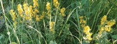 Lysimachia punctata
