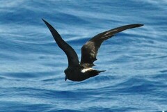 Hydrobates leucorhous