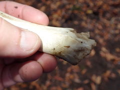 Odocoileus hemionus columbianus