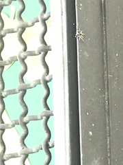 Menemerus bivittatus