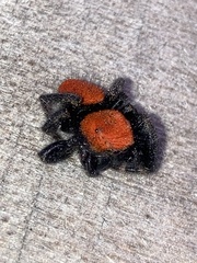 Phidippus cardinalis