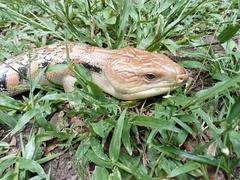 Tiliqua