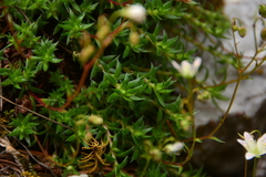 Saxifraga bronchialis