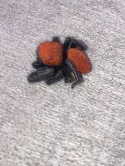 Phidippus cardinalis