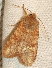 Lithophane semiusta