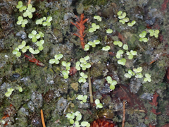 Lemna minor