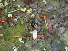 Vespula sulphurea