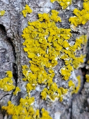 Xanthomendoza fallax