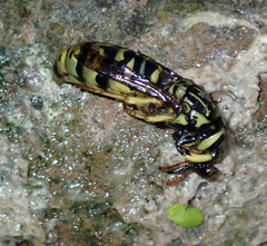 Vespula sulphurea