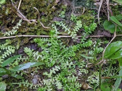 Selaginella eclipes