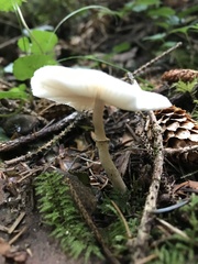 Leucocoprinus brebissonii