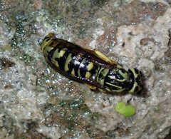 Vespula sulphurea