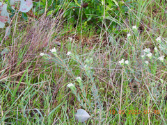 Pimelea humilis