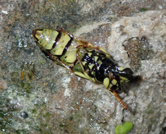 Vespula sulphurea