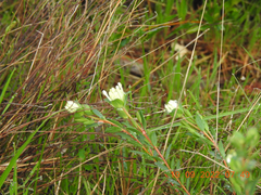 Pimelea humilis