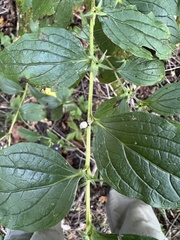Lithospermum latifolium
