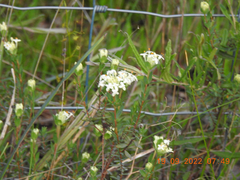 Pimelea humilis