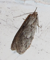 Semioscopis aurorella