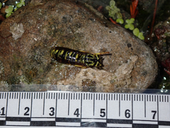 Vespula sulphurea