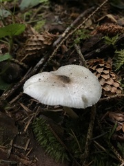 Leucocoprinus brebissonii