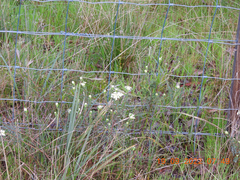 Pimelea humilis