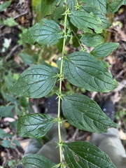 Lithospermum latifolium