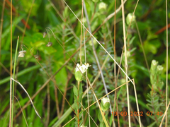 Pimelea humilis
