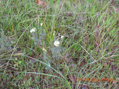 Pimelea humilis
