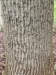 Liriodendron tulipifera