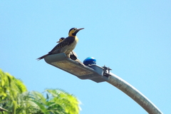 Colaptes campestris campestris