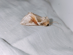 Habrosyne pyritoides