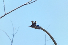 Colaptes campestris campestris